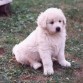 barky